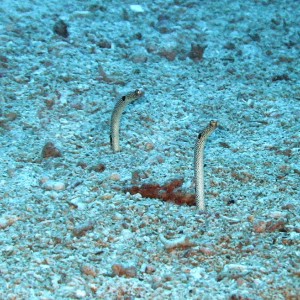 Garden eels