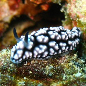 Nudi !