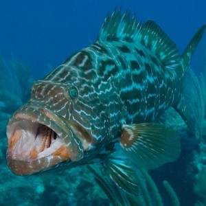 Grouper