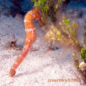 Baby Orange Seahorse