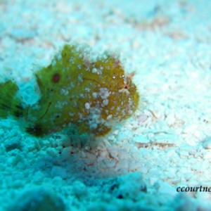 Baby Frogfish