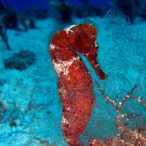 Orange Seahorse