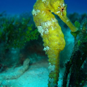 Yellow Seahorse