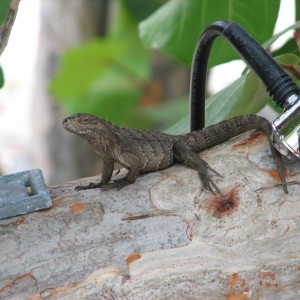 20_Small_Iguana_resting_by_my_regulator_1