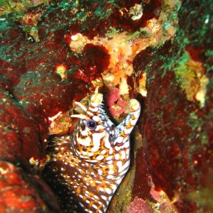 Dragon Moray