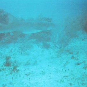 Small shark in Cancun.