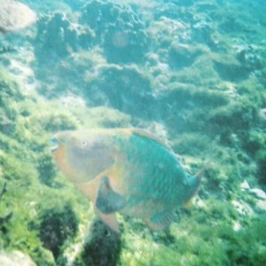 Parrot fish in Cancun.