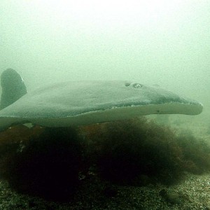 Atlantic Torpedo Ray