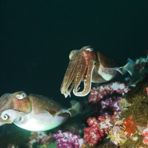 Cuttle-fish