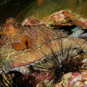 Octopuss and sea urchins