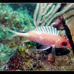 Longjaw squirel fish