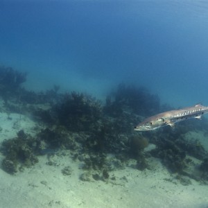 Barracuda