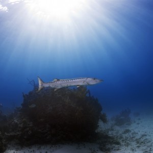 Barracuda