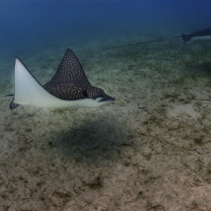 Eagle Ray