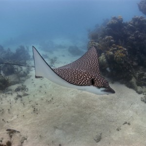 Eagle Ray