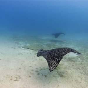 Eagle Ray