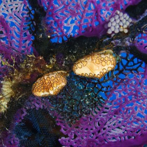 Flamingo Tongue