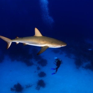 Reef Shark