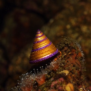 Jewled_Topped_Snail_Monterey_2007_001