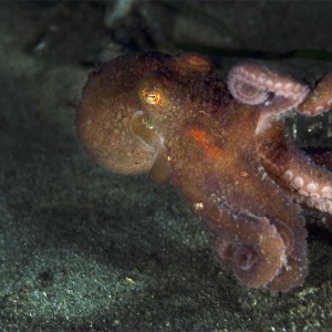 Red_Octopus_Monterey_2007_012