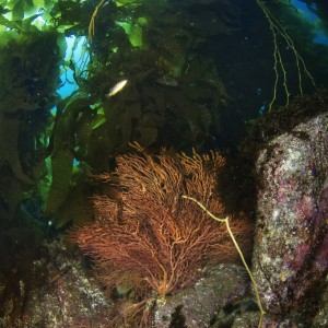 Sea_Fan_Cave_Catalina_Island_CA_06_2007_001