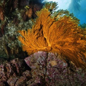 Sea_Fan_Cave_Catalina_Island_CA_06_2007_002