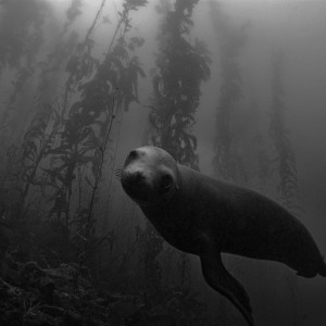 Sea_Lions_Monterey_2007_013