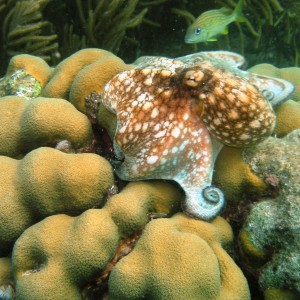 Octopus-Bonaire_