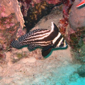 Spotted_Drum-Bonaire_