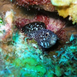 Spotted_Moray-Bonaire