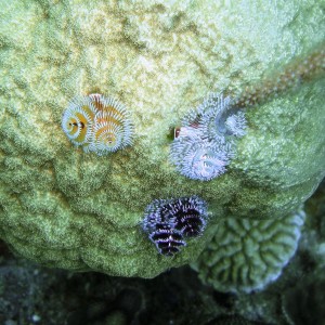 Christmas_Tree_Worms-Bonaire_