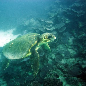 turtle114