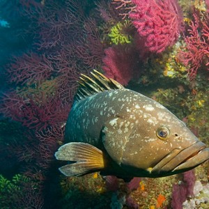 Illes Medes diving