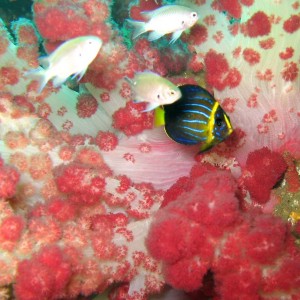 Kamakura - soft coral