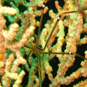 Kamakura - spider crab/shrimp