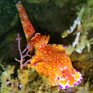 HUGE nudi