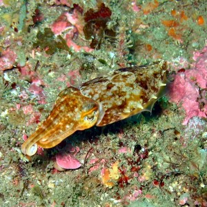 cuttle fish or little squid