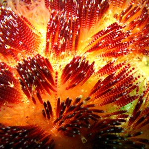 urchin up close