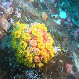 yellow coral