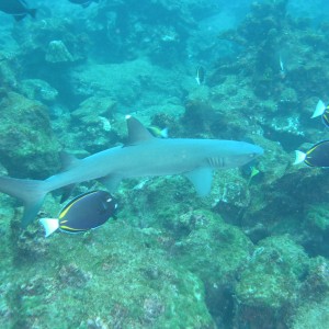 reef shark