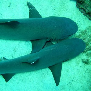 shark love