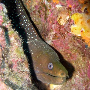 brown moray