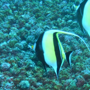 moorish idols