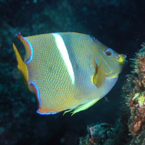 royal angelfish