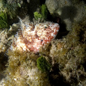 Unknown fish below dock on night snorkel