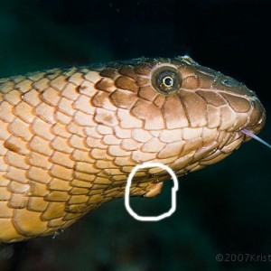 Alcina's Olive Sea Snake