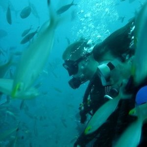 Beqa Shark dive