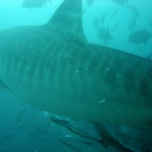 Tiger Shark, Beqa