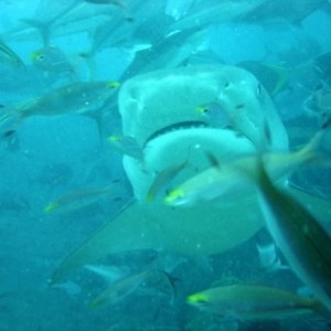 Beqa Lagoon, Fiji 14' Tiger