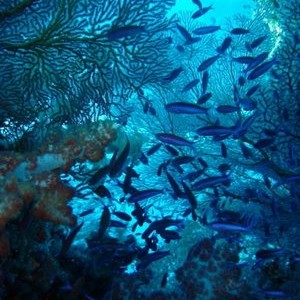 Beqa Lagoon, Fiji